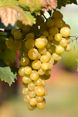 colorful ripe grapes in the vineyard close up