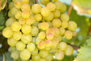 colorful ripe grapes in the vineyard close up