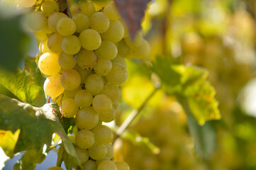 colorful ripe grapes in the vineyard close up