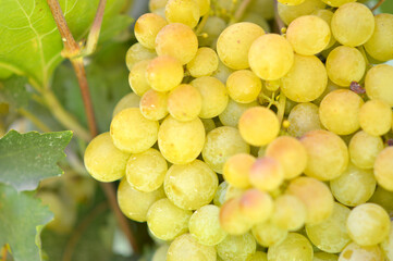 colorful ripe grapes in the vineyard close up