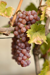 colorful ripe grapes in the vineyard close up