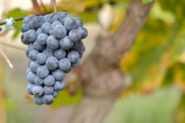 colorful ripe grapes in the vineyard close up