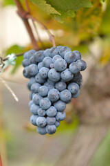 colorful ripe grapes in the vineyard close up