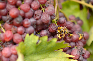 wasps eating ripe grapes close up