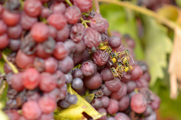 wasps eating ripe grapes close up