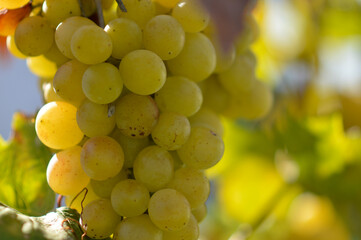 colorful ripe grapes in the vineyard close up