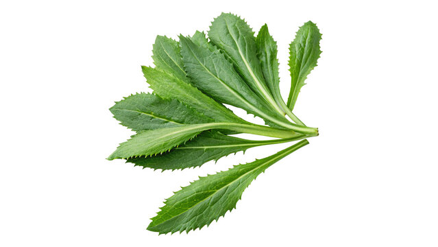 Fresh Green Culantro Leaves Arranged for Cooking On a transparent background