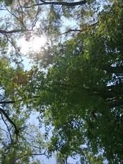 trees and sky