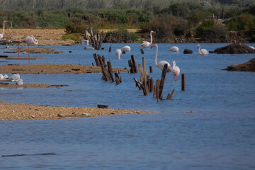 Flamingos standing in water with yellow and black wooden structure in background