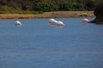 Flamingos standing in water with yellow and black wooden structure in background