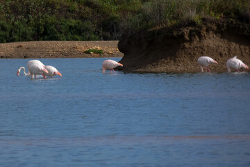 Flamingos standing in water with yellow and black wooden structure in background