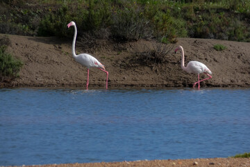 Flamingos standing in water with yellow and black wooden structure in background