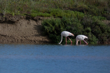 Flamingos standing in water with yellow and black wooden structure in background