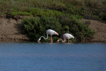 Flamingos standing in water with yellow and black wooden structure in background