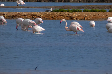 Flamingos standing in water with yellow and black wooden structure in background
