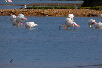 Flamingos standing in water with yellow and black wooden structure in background