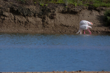 Flamingos standing in water with yellow and black wooden structure in background