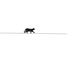 a cat walking on a cable