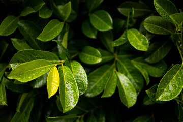 Vibrant green leaves with water droplets in natural setting