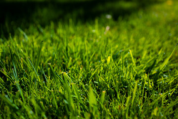 Fototapeta premium Lush green grass blades in sunlight with morning dew