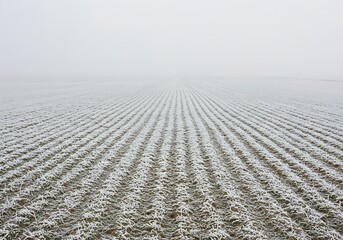 Fototapeta premium Serene winter landscape view of a vast, snow-covered agricultural field with rows vanishing into the misty horizon