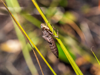 Emperor Dragonfly Exuvia on a Reed