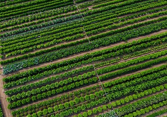 High angle aerial view of a large agricultural field with straight rows of lush green vegetable crops. A concept of modern farming and food production.