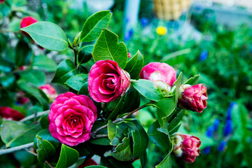 Beautiful Pink Camellia Flowers In Full Bloom