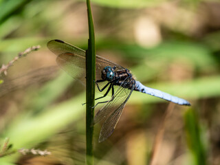 Keeled Skimmer resting on a Reed