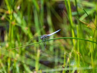 Keeled Skimmer resting on a Reed