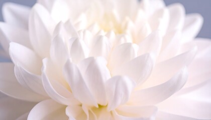 Fototapeta premium Delicate Close-up of a Pristine White Flower