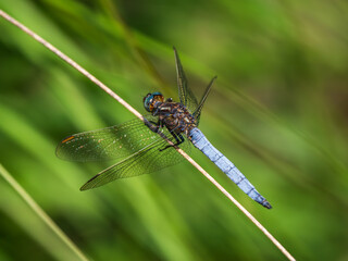 Keeled Skimmer resting on a Reed
