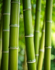 Obraz premium Lush green bamboo stalks close-up