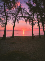 Sonnenuntergang auf Mauritius mit Blick durch Nadelbäume