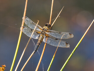 Four-spotted Chaser Dragonfly Resting on Reeds