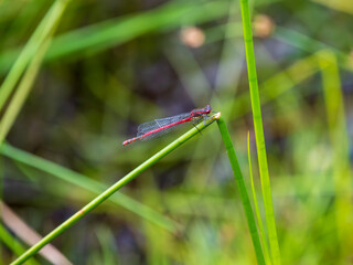 Small Red Damselfly resting on a Reed