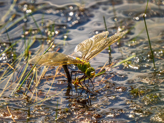 Female Emperor Dragonfly Egg Laying
