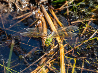 Female Emperor Dragonfly Egg Laying