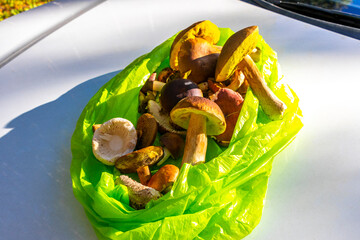 Green bag full of mushrooms collected in the forest Belarus.