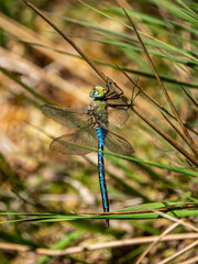 Emperor Dragonfly Resting on Reeds