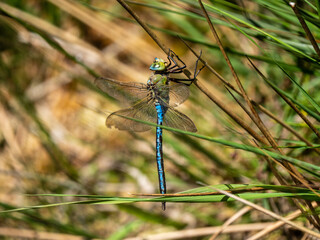 Emperor Dragonfly Resting on Reeds