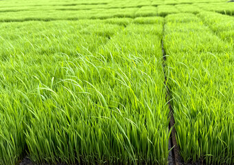 Rice seedlings, rice transplanting agriculture photo