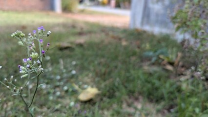A close-up, shallow depth of field shot of small purple wildflowers on a slender stem, with a blurred green background of grass and subtle hints of a path and building.