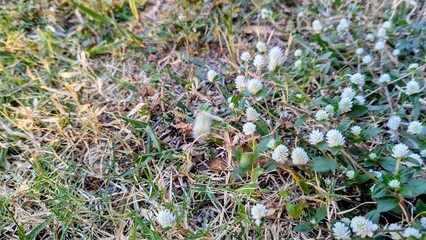 A close-up, ground-level view of small white-flowered plants growing amongst green and dry grass, illuminated by natural light.