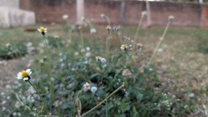 A field of small white and yellow wildflowers with green foliage, featuring a shallow depth of field that blurs the background.