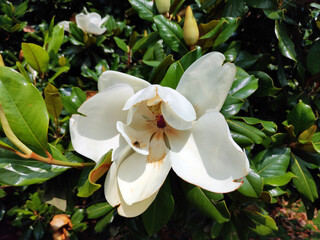blooming magnolia grandiflora tree with big white flowers close up