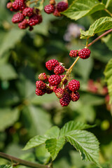 Fresh garden blackberry hanging on a branch among green leaves — summer berries with natural background