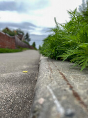 Low angle view of asphalt road with concrete curb and green plants growing along edge shallow depth...