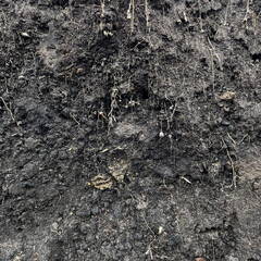 Cross section of soil with roots visible in top layer showing organic structure and natural earth...