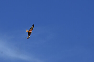 oiseau de proie dans un ciel bleu